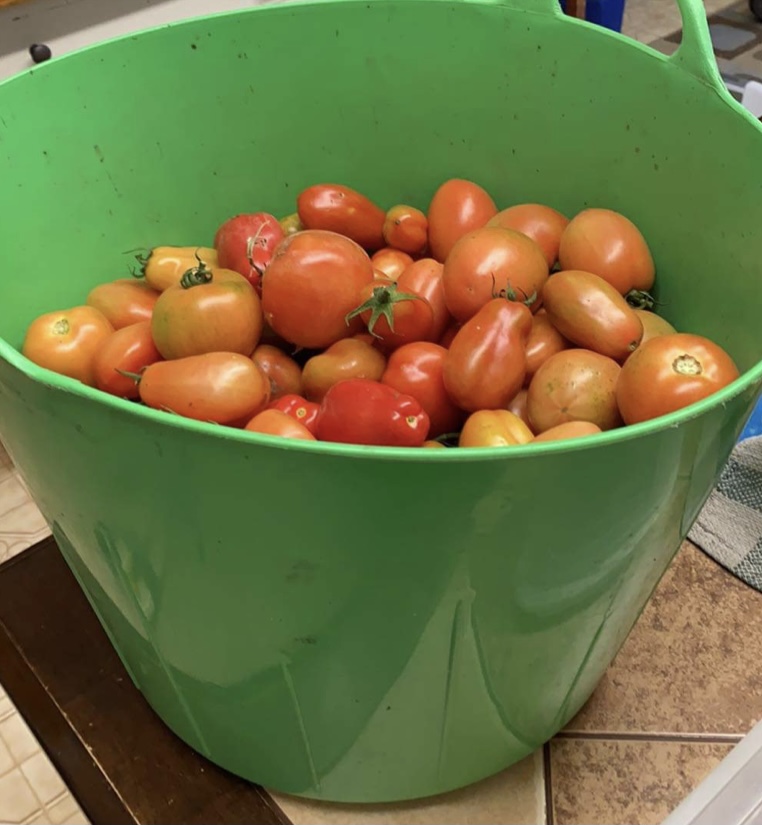 Garden fresh tomatoes